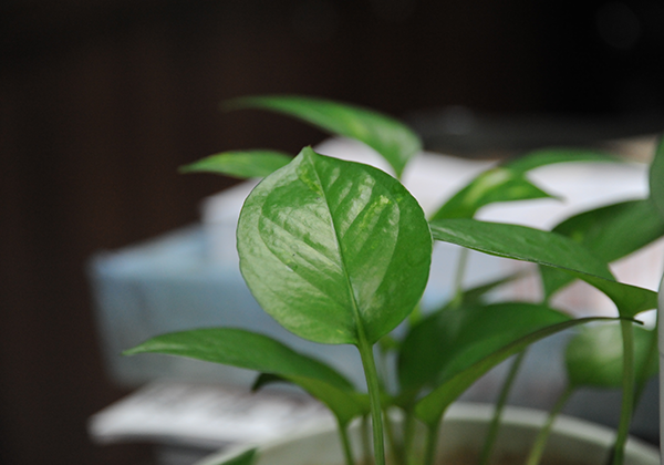 植物的选择和摆放有讲究，办公室内不同位置摆放不同的植物