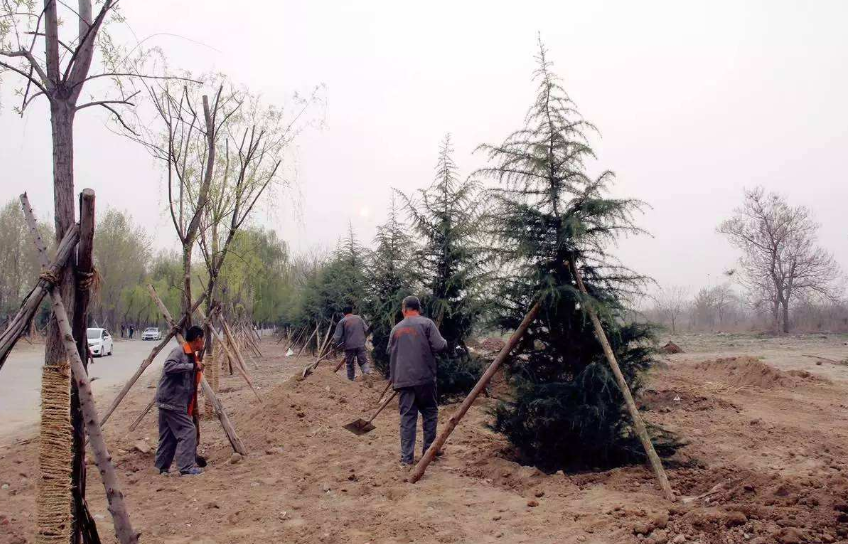 新植大树怎么样?养护方法和养护重点在这赶紧做笔记!