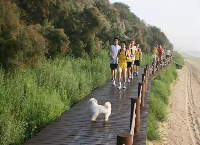 海岸带生态修复经典案例： 秦皇岛滨海景观带