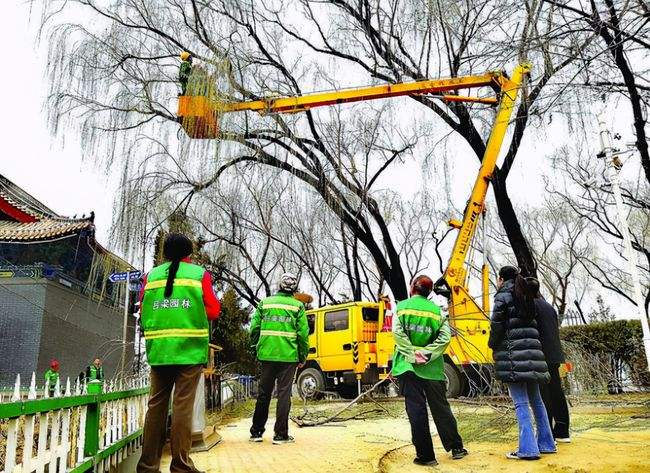 广元对城区高大树木专项修剪，消除安全隐患