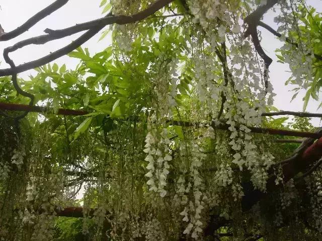 植物界也有吉尼斯世界纪录!看看这几种植物凭什么上榜!