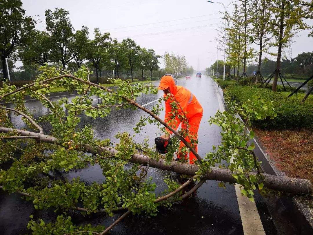 雨季护苗要注意，苗木倒伏这样做能救回来