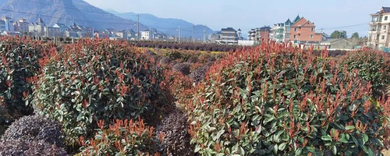 植树造林好时节，四月份绿化苗木养护方法